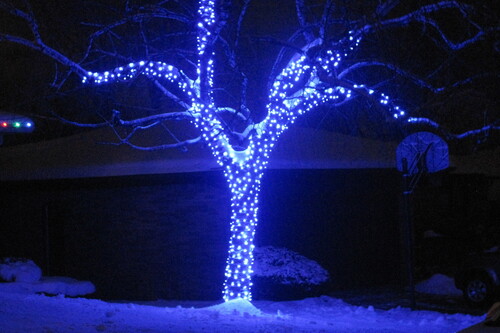 Residential blue tree christmas lights in front yard